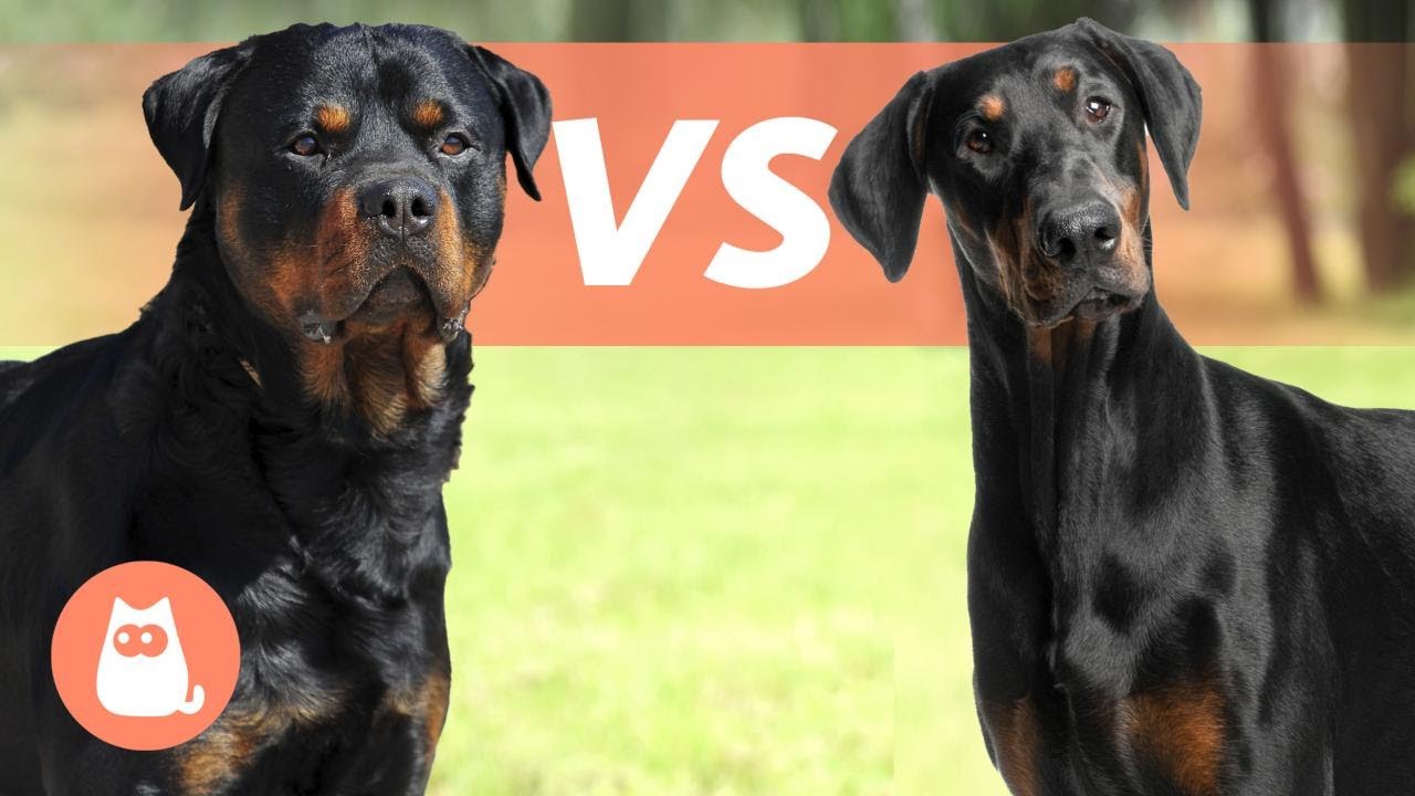 Doberman And Rottweiler Difference