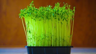 How to Grow Pea Shoot Microgreens