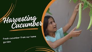 Harvesting Cucumber from My Home Garden | Pari fairy vlogs