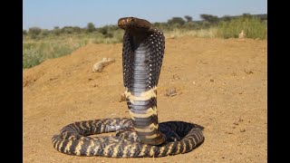 Large Zebra Snake on table !