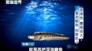 【李四端的雲端世界】2013/11/09 第88集 長得快且變兩倍大! 基改鮭魚 你敢吃?