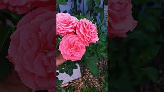 A minute blooms: America climbing rose