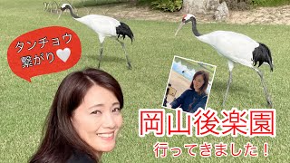 岡山市 岡山後楽園 タンチョウに初対面♡ 日本庭園に見事にマッチ！優雅なタンチョウをご覧下さい。新年 新春