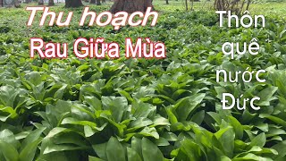 Thu hoạch tỏi gấu. ở Đức rau tự mọc ăn ngon như rau trồng | Thôn quê nước Đức | Cuộc sống ở Đức