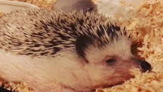 ハリネズミ　寝顔　hedgehog