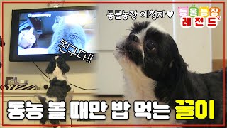 [#TV동물농장레전드] TV보면서 먹는 밥이 꿀맛이거든요~ TV 동물농장을 틀어줘야만 밥을 먹는 꿀이🐶 / EP.683 #TV동물농장 #AnimalFarm #SBSstory