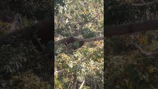 స్వచ్ఛమైన అడవి తేనే // Pure Natural Honey Growing On Tree's In Forest // #shorts // #viral