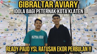 Ready Paud Yorkshire Lokal Ratusan Ekor Perbulan‼️GIBRALTAR AVIARY Klaten Impian Setiap Peternak•