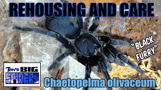 Chaetopelma olivaceum \