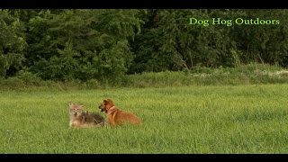 Decoying coyotes W/Dog Hog Outdoors decoy dog