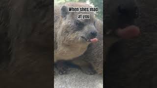 do what you can bro. #animalmeme #hyrax #funnyanimals