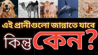 কোন কোন প্রানী জান্নাতে প্রবেশ করবে? জানা অজানা। kon kon prani jannat a jabe?  jana ojana.