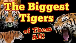 Tiger Giants: Uncovering the Biggest Species Alive