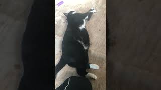 力を抜いておやすみなさい【猫動画】tuxedo-catざきお