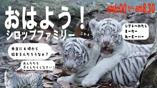 「１月１４日」「本当に朝6時に始まるのか？」おはようシロップファミリーライブ配信