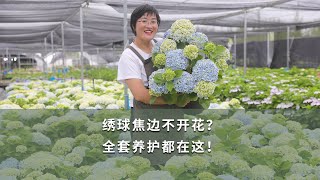 绣球焦边不开花？全套养护都在这