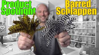 Fly Tying Product Spotlight - Barred Schlappen