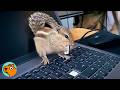 Spicy Squirrel Fights For Girl’s Cuddles With Her Laptop | Cuddle Buddies