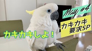 カキカキを要求するオウム