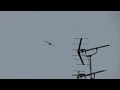 black kite vs. crow mobbing behaviour トビを追うカラス（冬の野鳥）