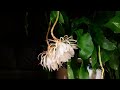 epiphyllum blooming dual 昙花盛开双花