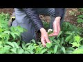 bittercress heartleaf cardamine cordifolia