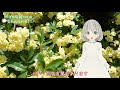 【花言葉】5月11日の誕生花は？／花白もか