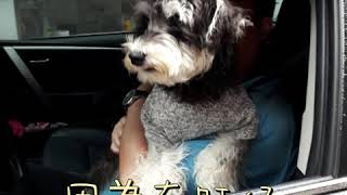 Schnauzer雪納瑞【旺仔成長日記】旺仔來探班，媽咪上班更有活力