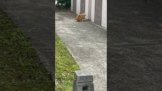 短い尻尾をフリフリする茶猫