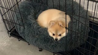 【生配信】寝てるたぬきち【ポメラニアン】１歳半♂ DOG