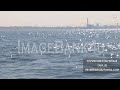 bottle nosed dolphins in the sea