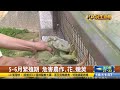 綠鬣蜥大作戰 1晚能抓到400隻 【民生八方事】 2023062902 @gtvnews27