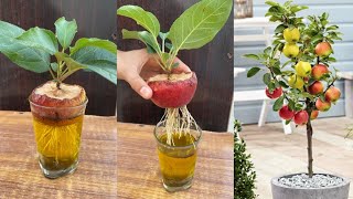How to grow Apple tree from apple fruit for beginners