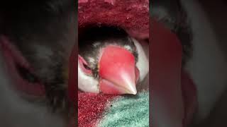 文鳥お顔ス〜リス〜リ　java sparrow