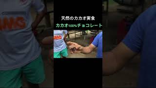 アマゾンで天然カカオ食ったった　#ytshorts #shorts