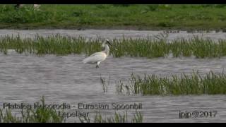 Platalea leucorodia - Eurasian Spoonbill - Lepelaar