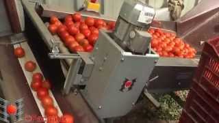 Calibrage de tomate sur calibreuse CalibFruit 4m