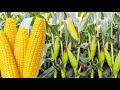DEEP CONCERN ABOUT TELA MAIZE FARMING - FOOD SECURITY IN AFRICA