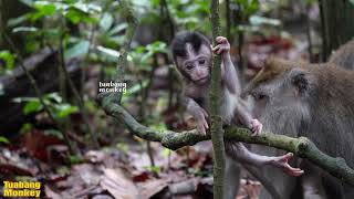 Saatnya mulai berani menjelajah alam sekitar #monyetkecil