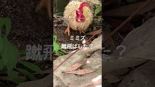 なんでも蹴飛ばすにわとり　Rooster that kicks anything #backyardchickens #ニワトリ #youtubeshorts