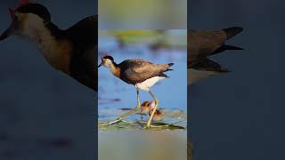 A water pheasant raising a baby is somewhat unreliable  The pictures are so beautiful, interesting a