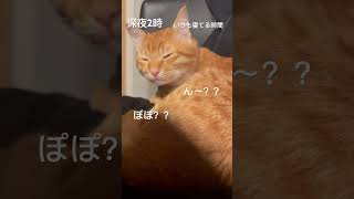 猫も名前を覚える！#保護猫 #猫 #