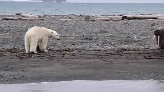 ホッキョクグマ最強と思ってたけどこんなビビりな姿初めて見たわ