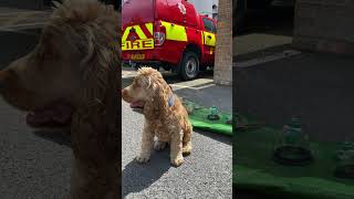 Lifesaving pet oxygen masks carried on all Essex fire engines