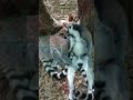 how do lemurs show love 💘 and affection animal viral shorts