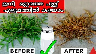 ഒട്ടും കെമിക്കൽ ഇല്ലാതെ കാടുണക്കാം |grass removing easily by using one natural ingredient