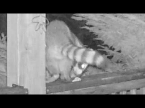 Raccoon Poops On Deck Rail and Admires It! Raccoon Poops On Deck Rail and Admires It!