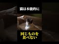 98%の人が知らない猫に関する雑学・豆知識part2 shorts