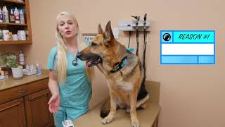 Why You Should Microchip Your Dog | 3 Life Saving Reasons