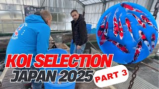 KOI SELECTION JAPAN 2025 | PART 3